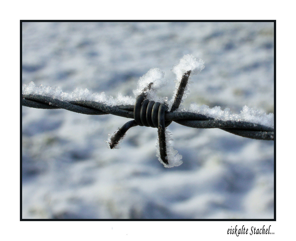 eiskalte Stachel