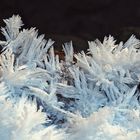 Eiskalte und vergängliche Blumen! - Des fleurs effémères!