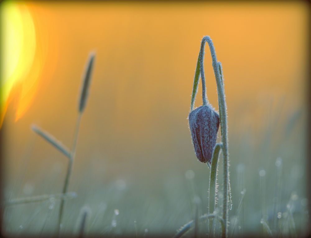 eiskalter aprilmorgen