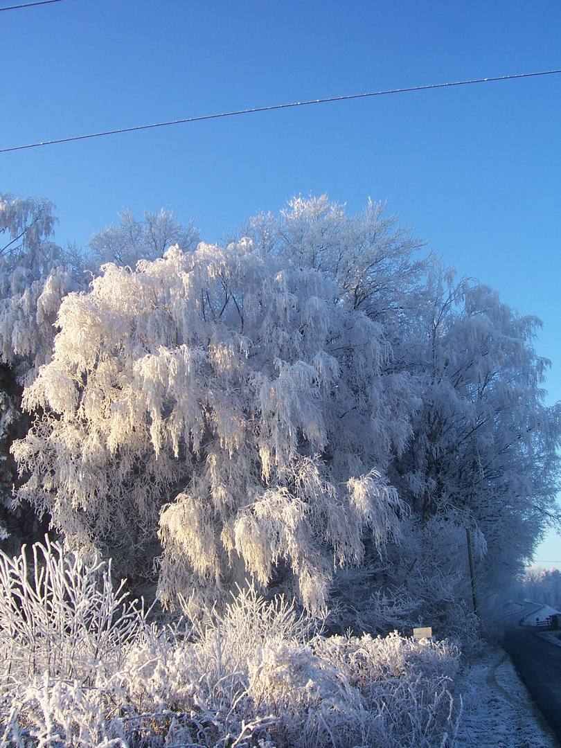 Eiskalter Baum