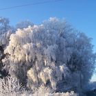 Eiskalter Baum