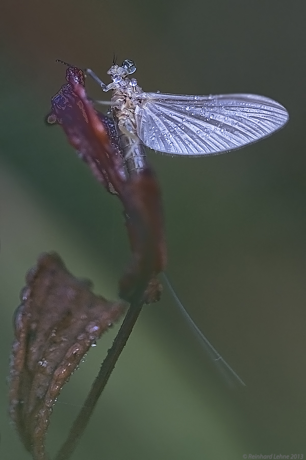 Eiskalter Engel