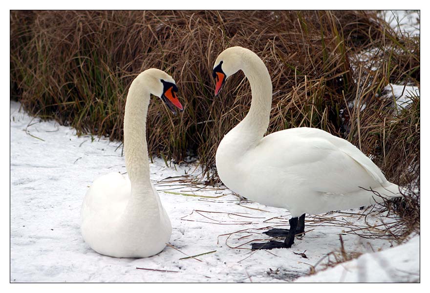 Eiskalter Flirt