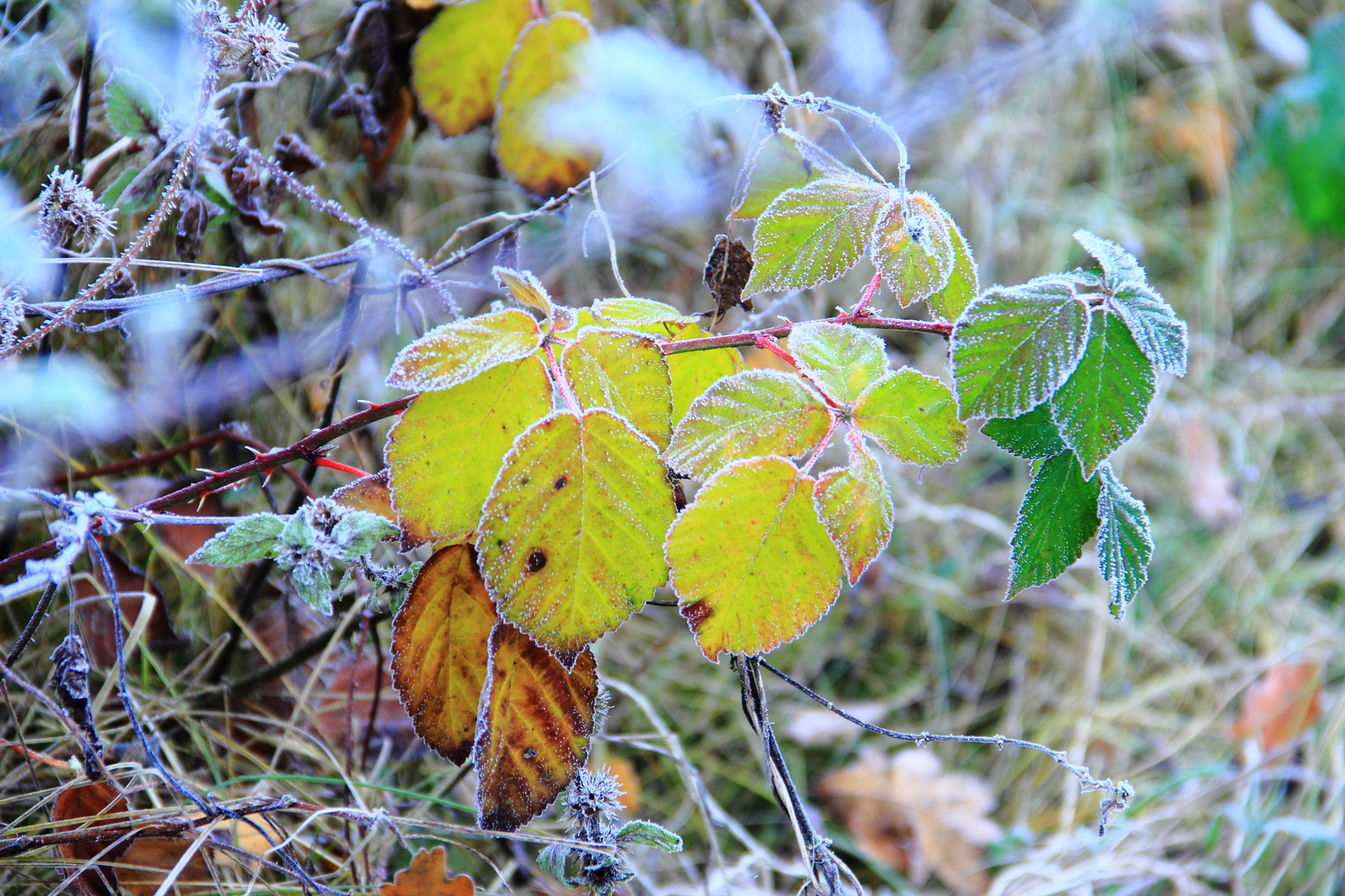 Eiskalter Herbst