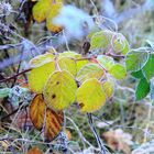 Eiskalter Herbst