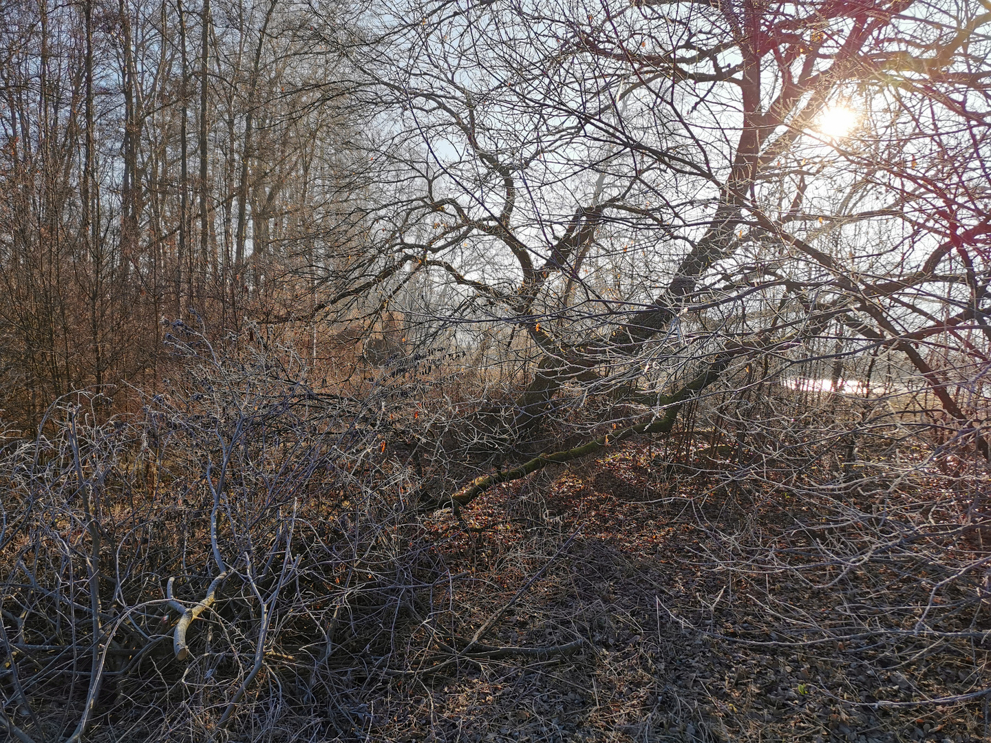 eiskalter Morgen am See