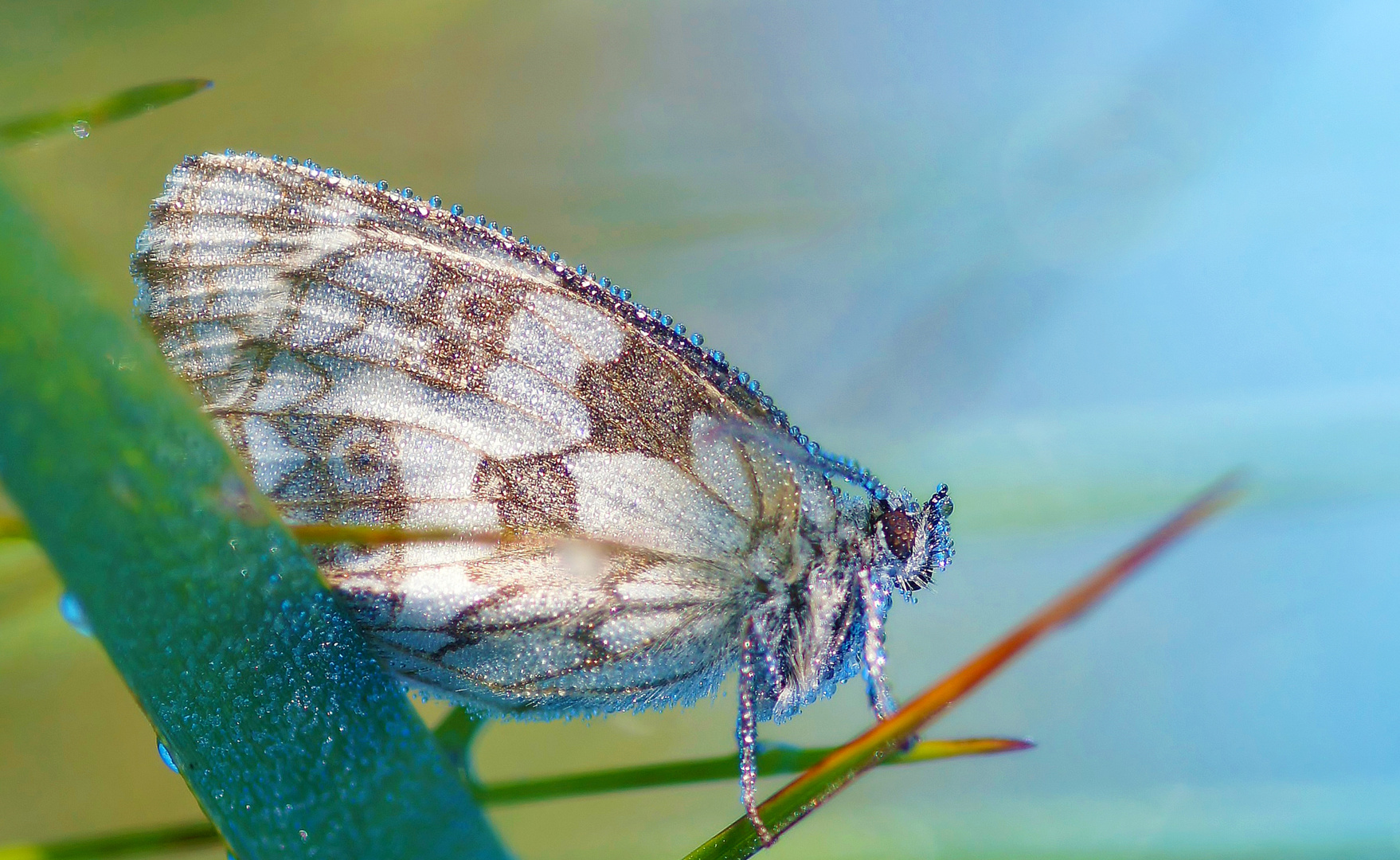 Eiskalter Schachbrettfalter