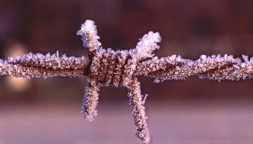 Eiskalter Stachel