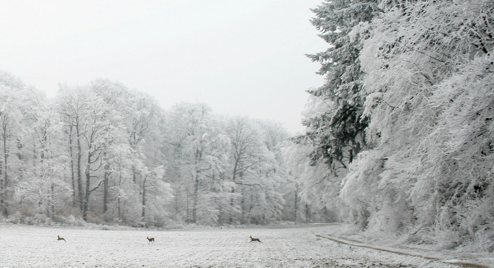 Eiskalter Wildwechsel