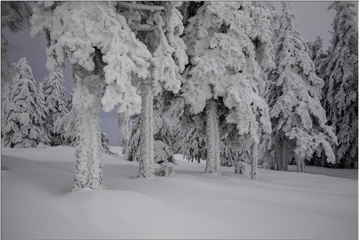 Eiskalter Winterwald...