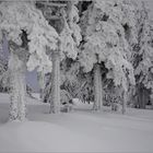 Eiskalter Winterwald...