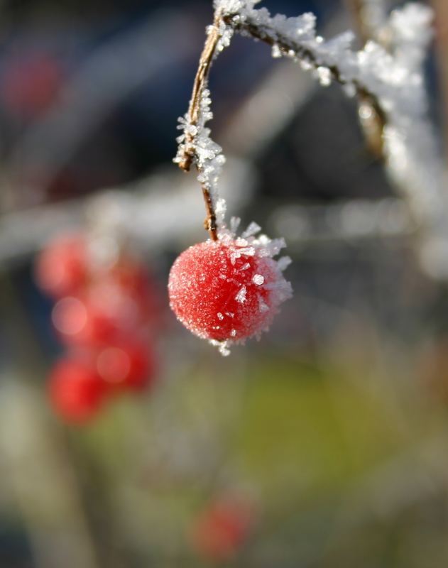 eiskaltes Früchtchen von Maik Beuter