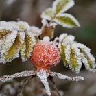 eiskaltes Früchtchen