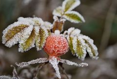 eiskaltes Früchtchen