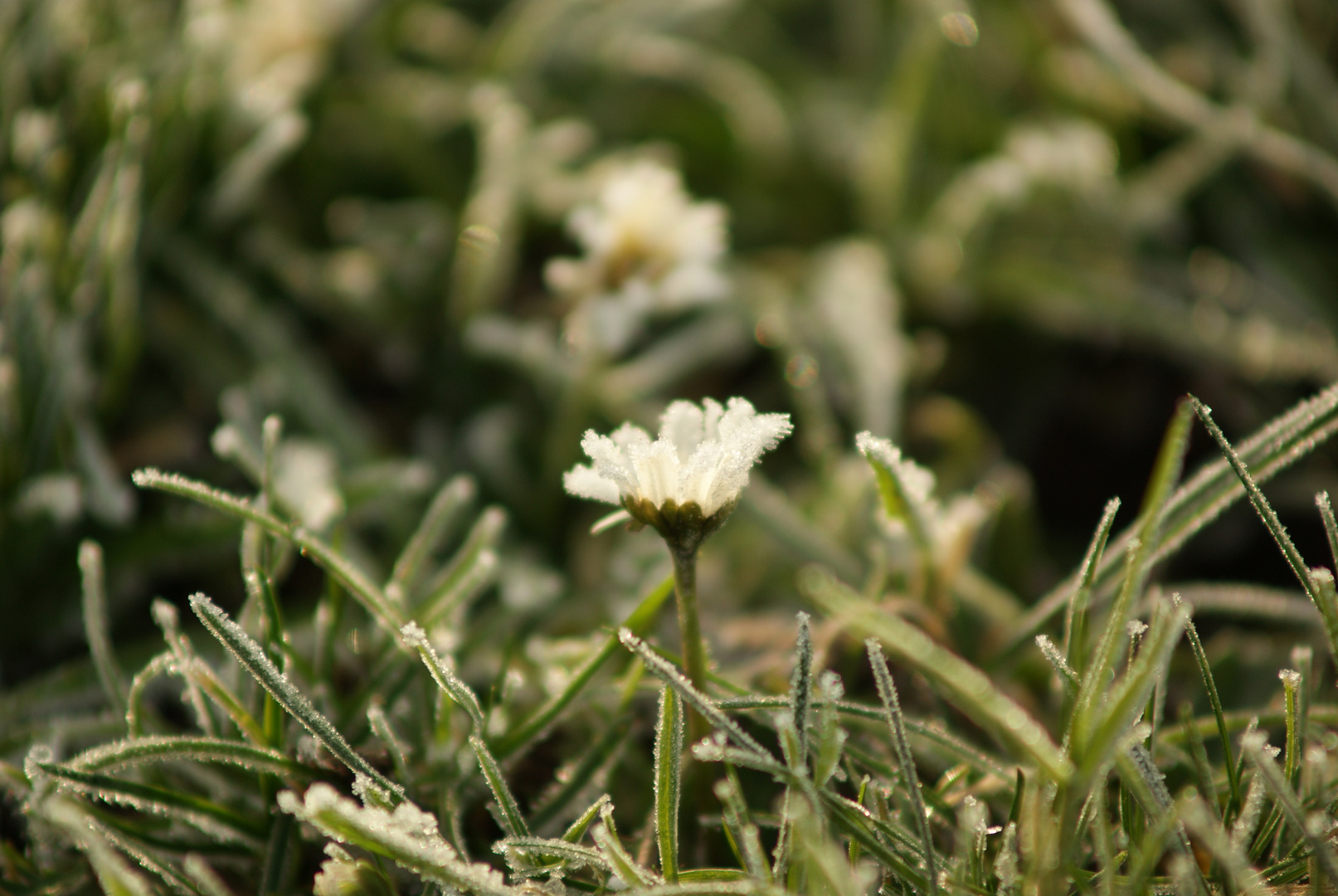 Eiskaltes Gänseblümchen