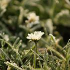 Eiskaltes Gänseblümchen