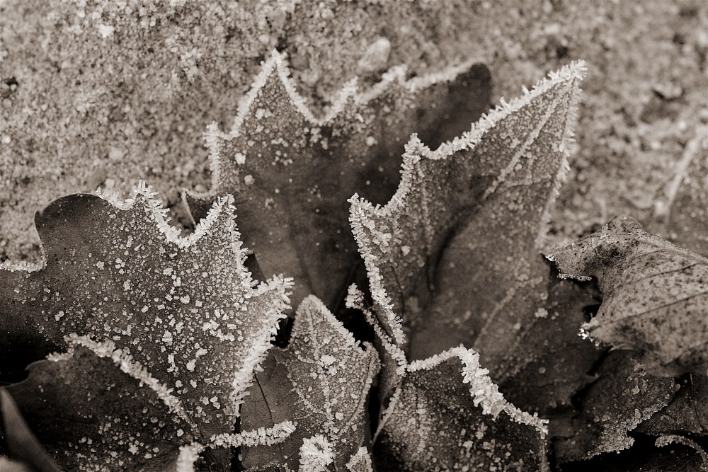 eiskaltes Herbstlaub