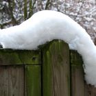 Eiskaltes Hermelin auf dem Zaun