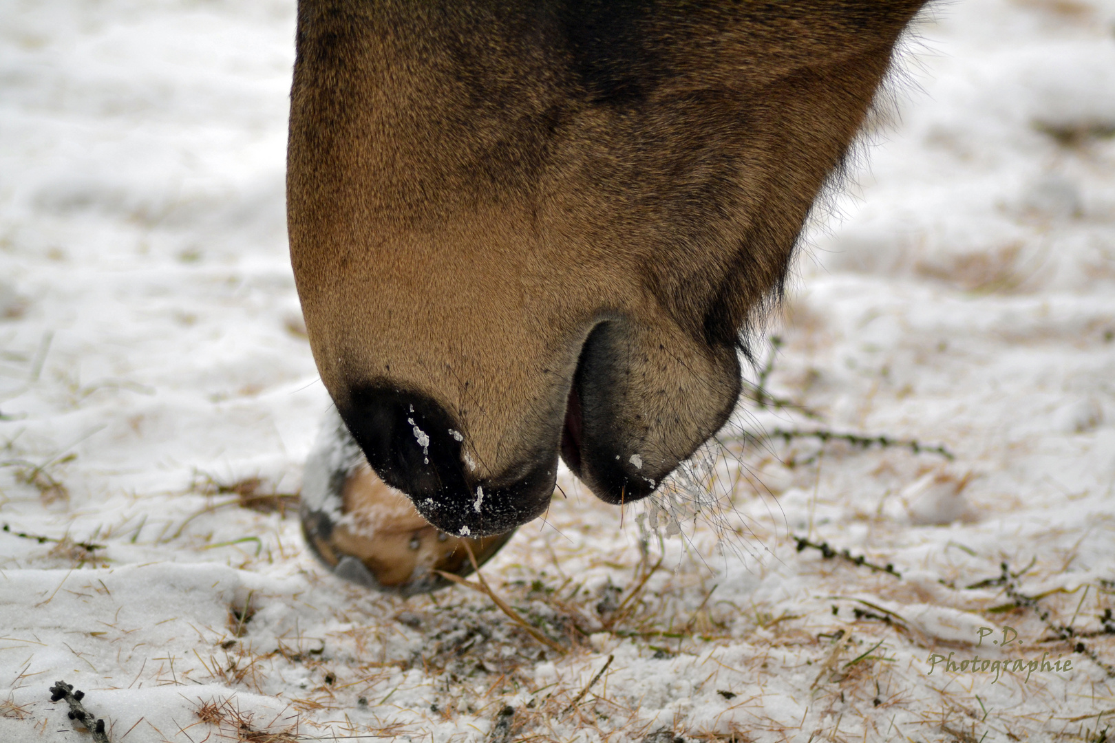 Eiskaltes Vergnügen