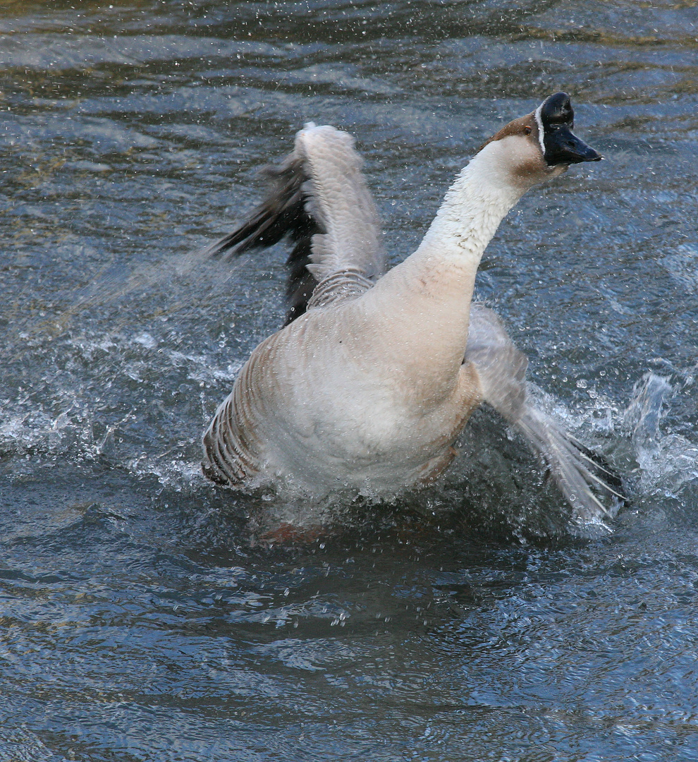 eiskaltes vergnügen