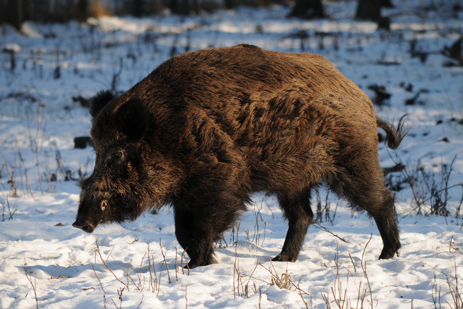 Eiskaltes Wildschwein