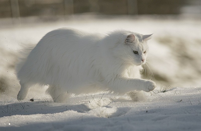 "Eiskater"