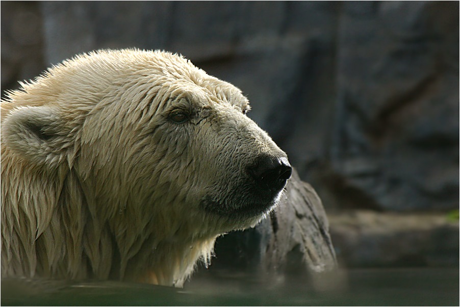 EisKnuddelBär :-)