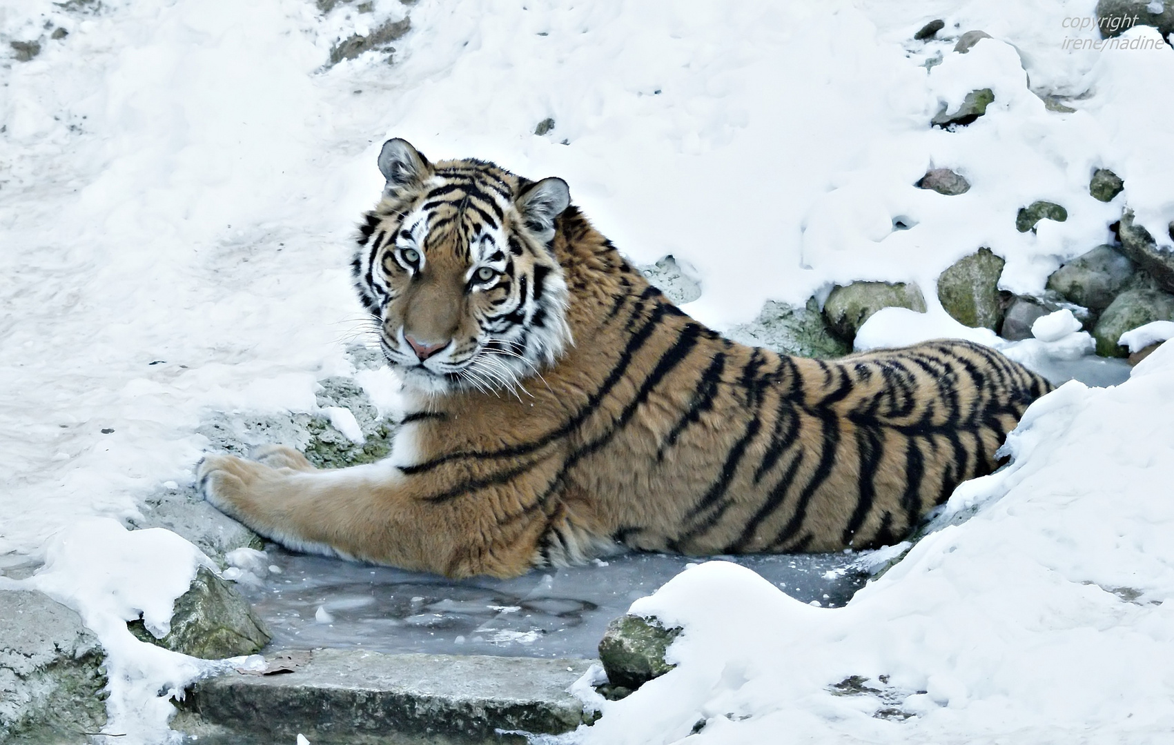 Eiskönigin Ronja