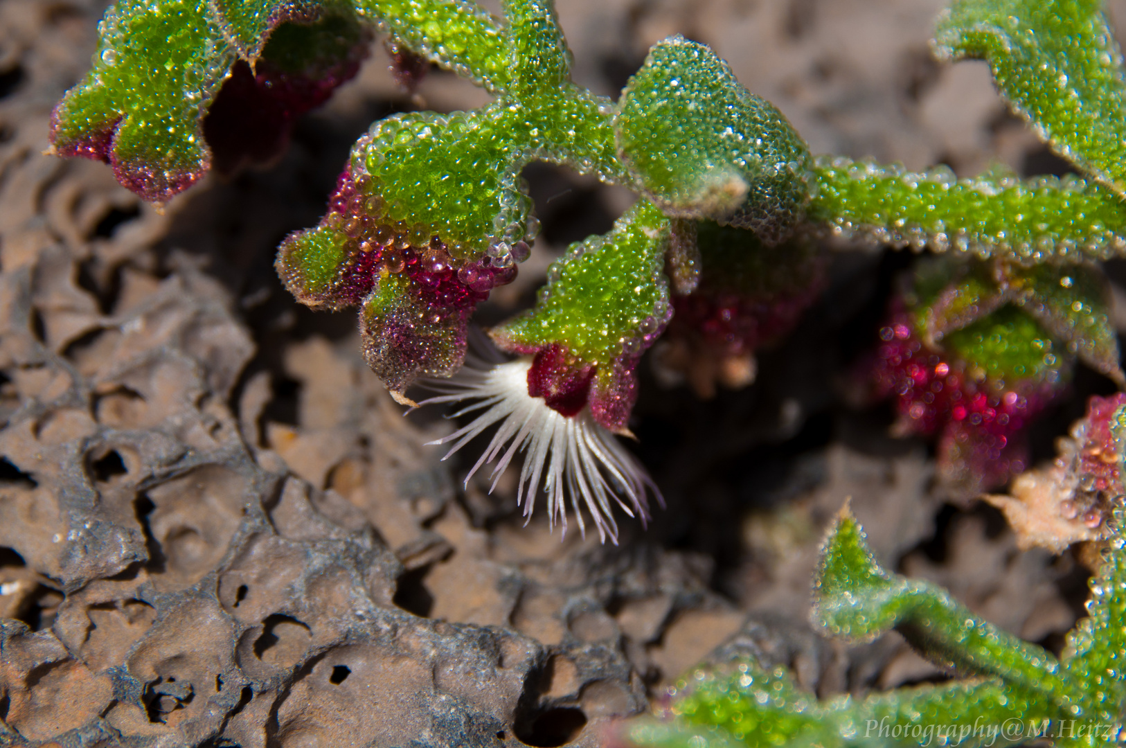 Eiskraut auf Lanzarote