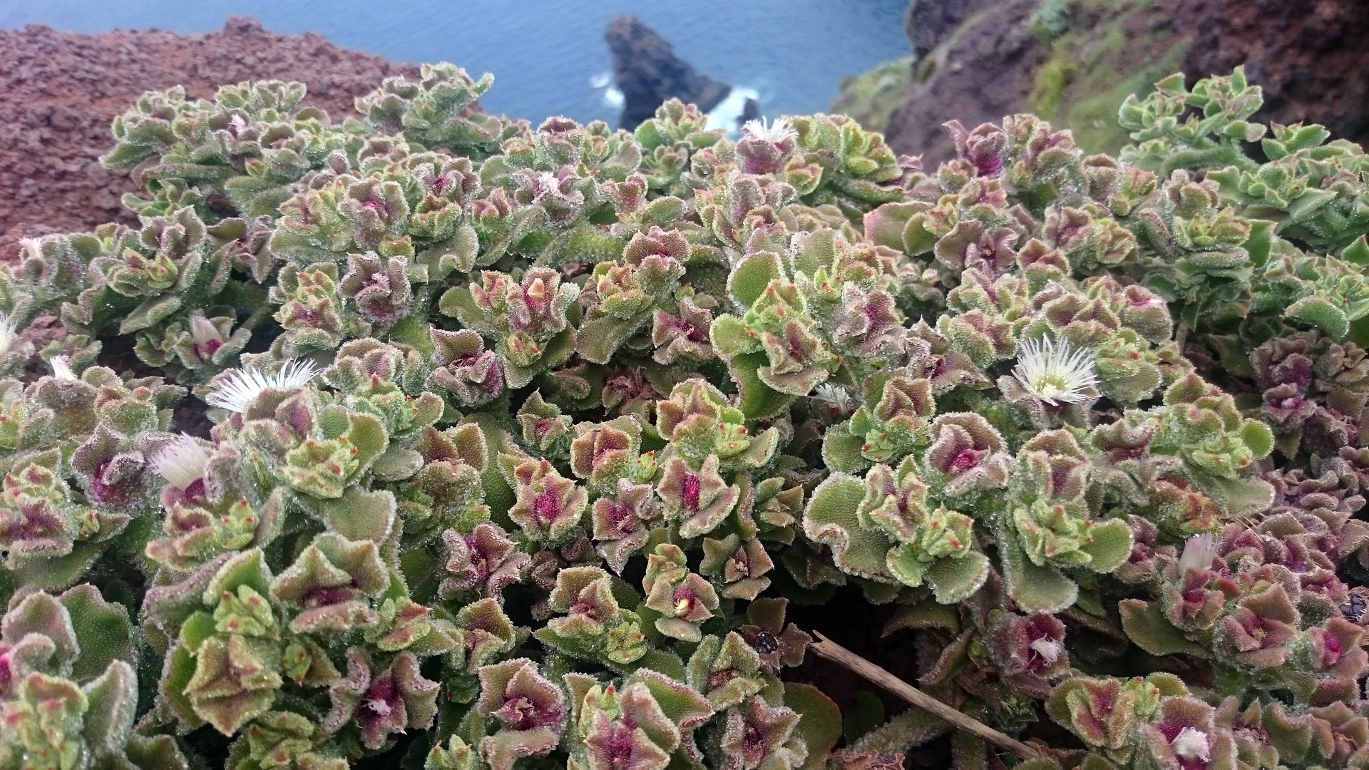 Eiskraut auf Madeira