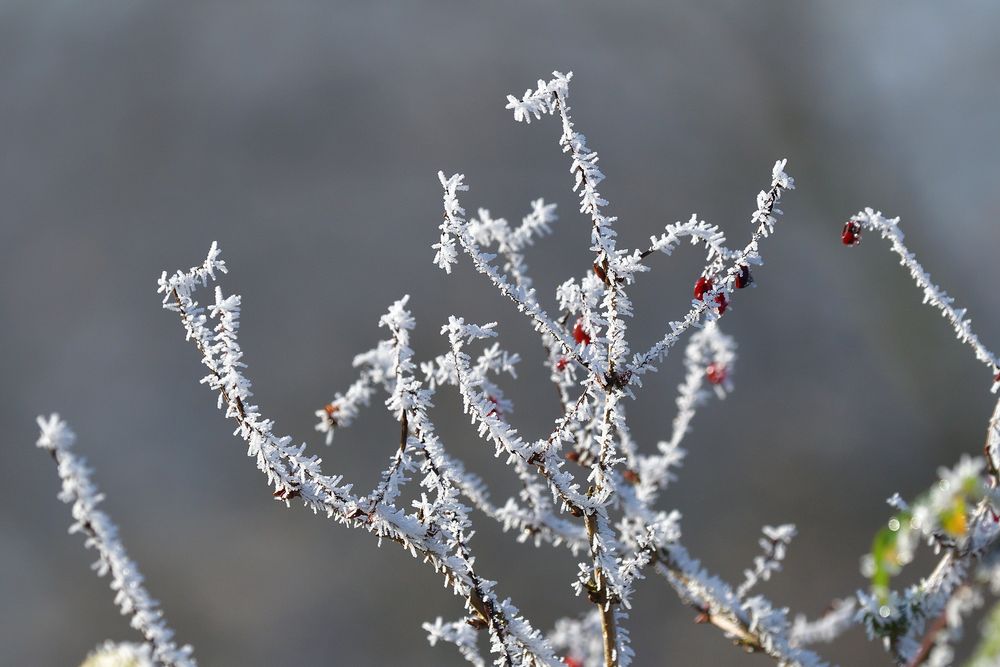 Eiskreationen