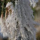 Eiskristale am Stiel