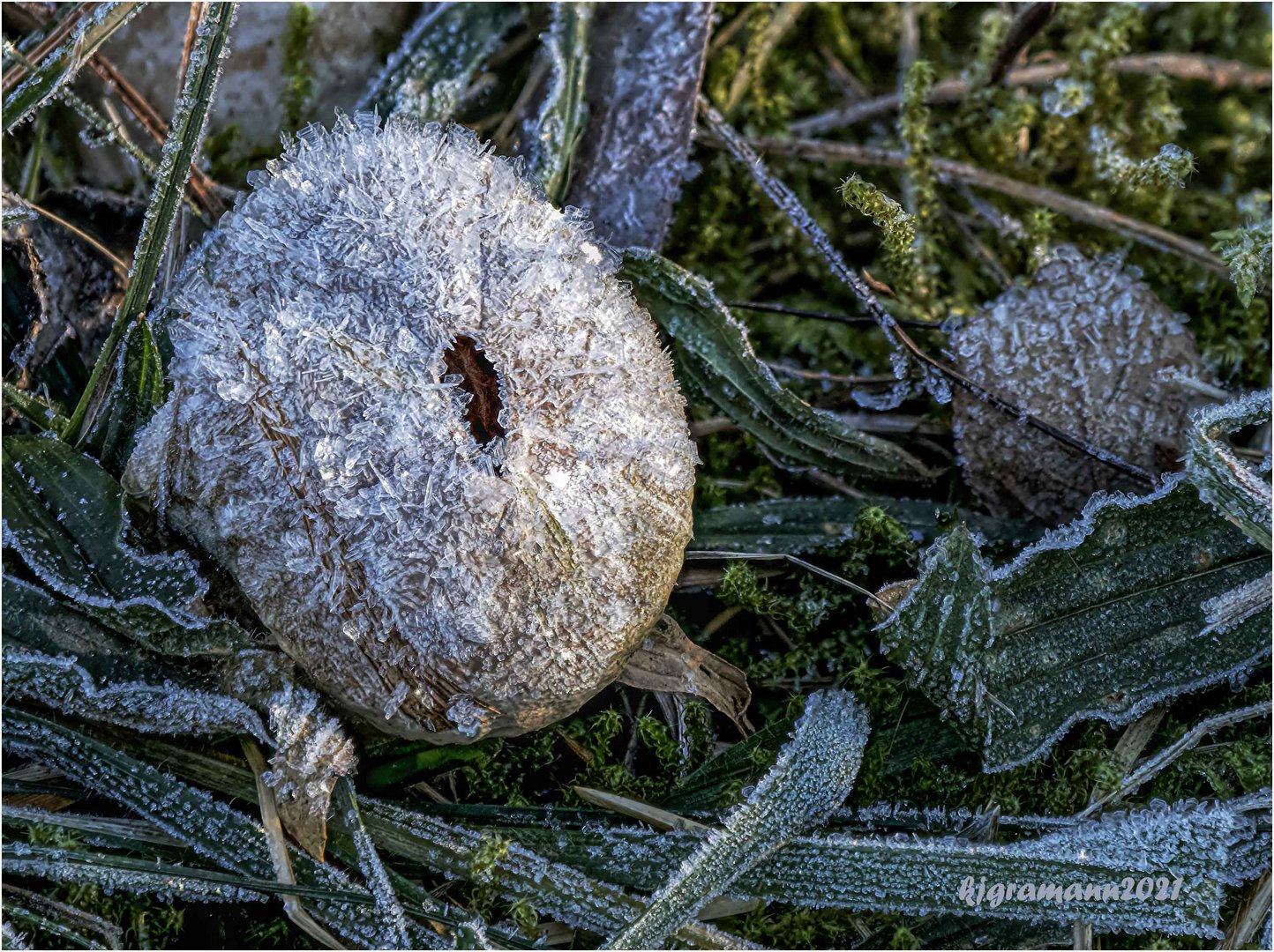 eiskristall - bovist....