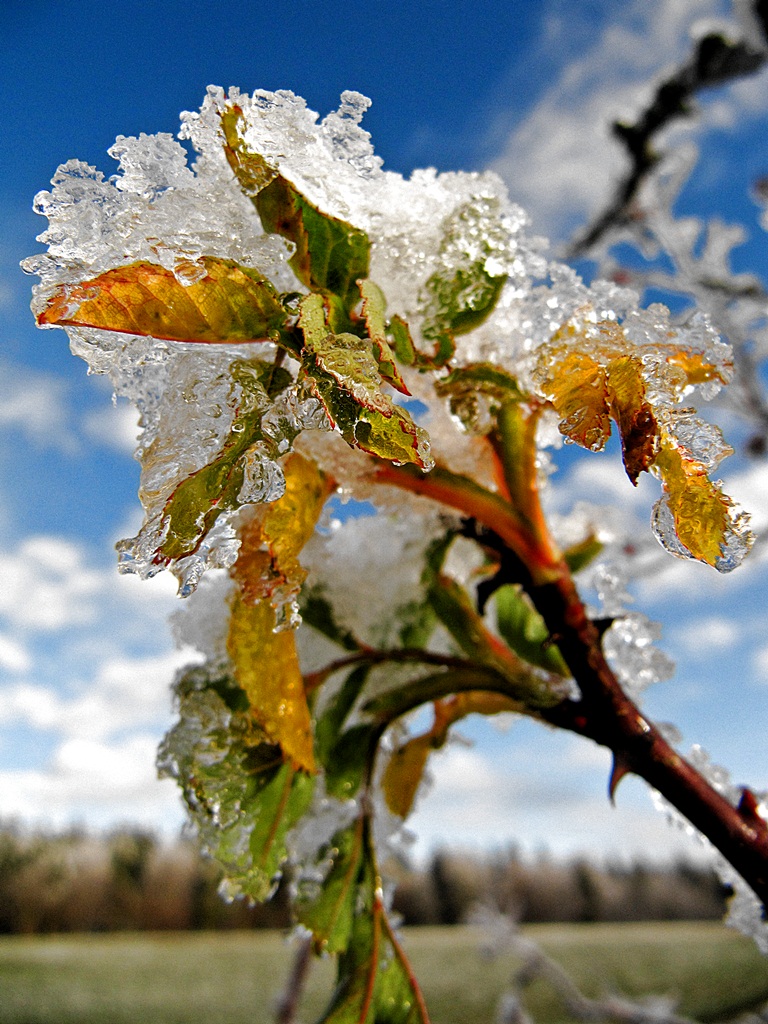 Eiskristall