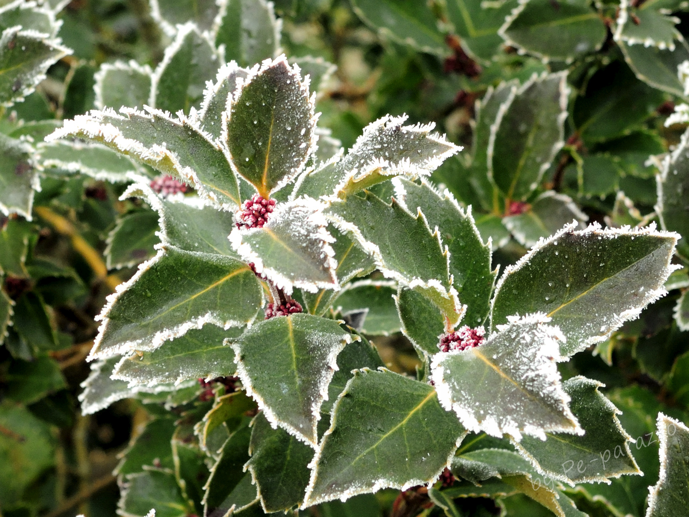 Eiskristall, die Winterdeko