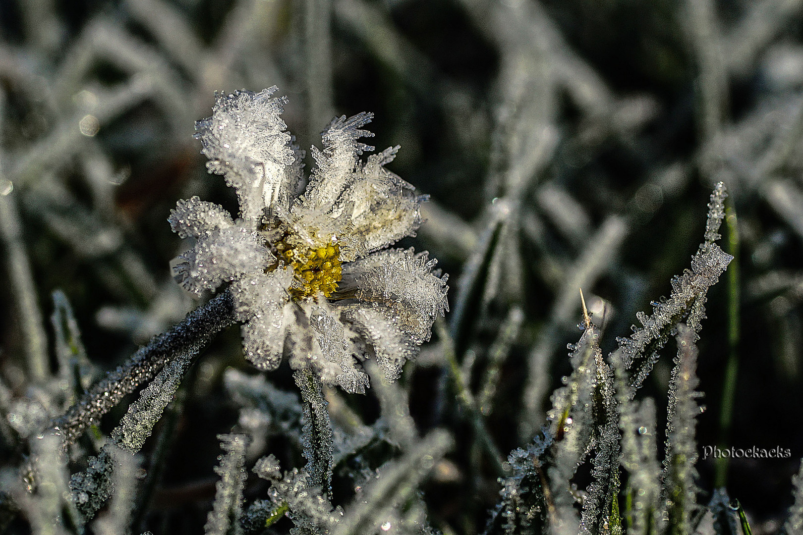 Eiskristallblume