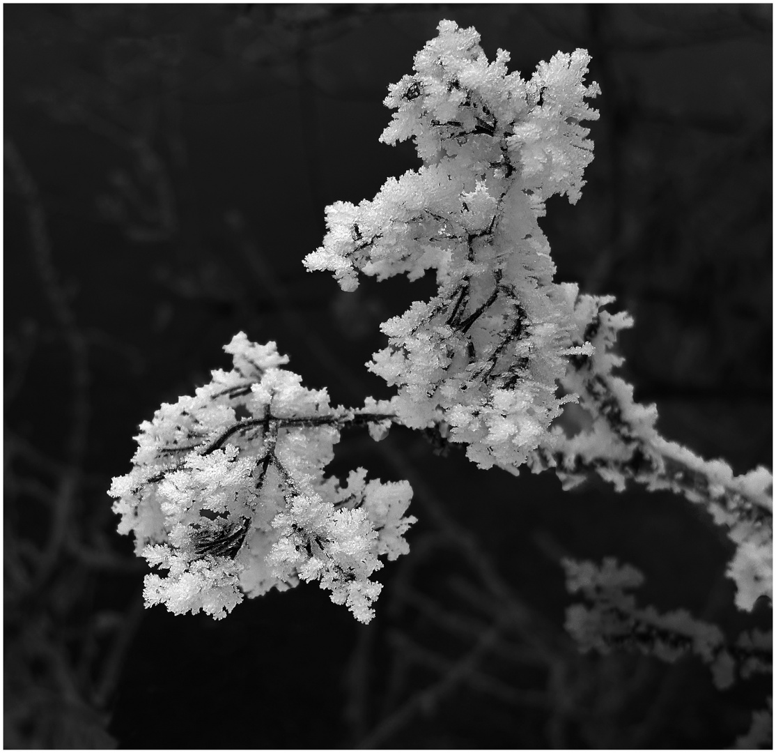 Eiskristallblumen