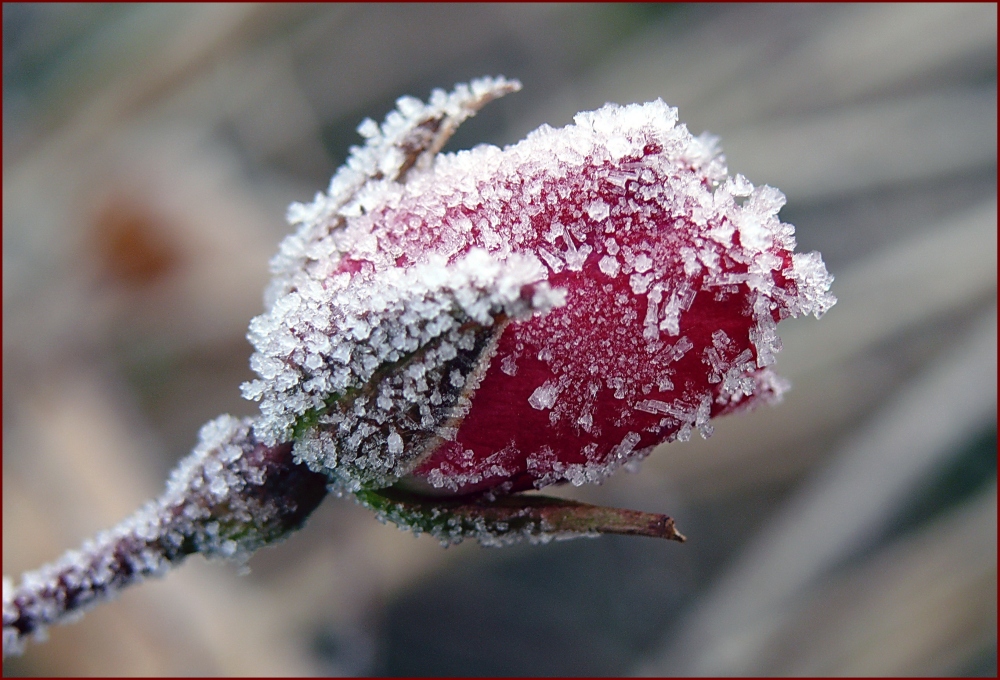 Eiskristalle (3)