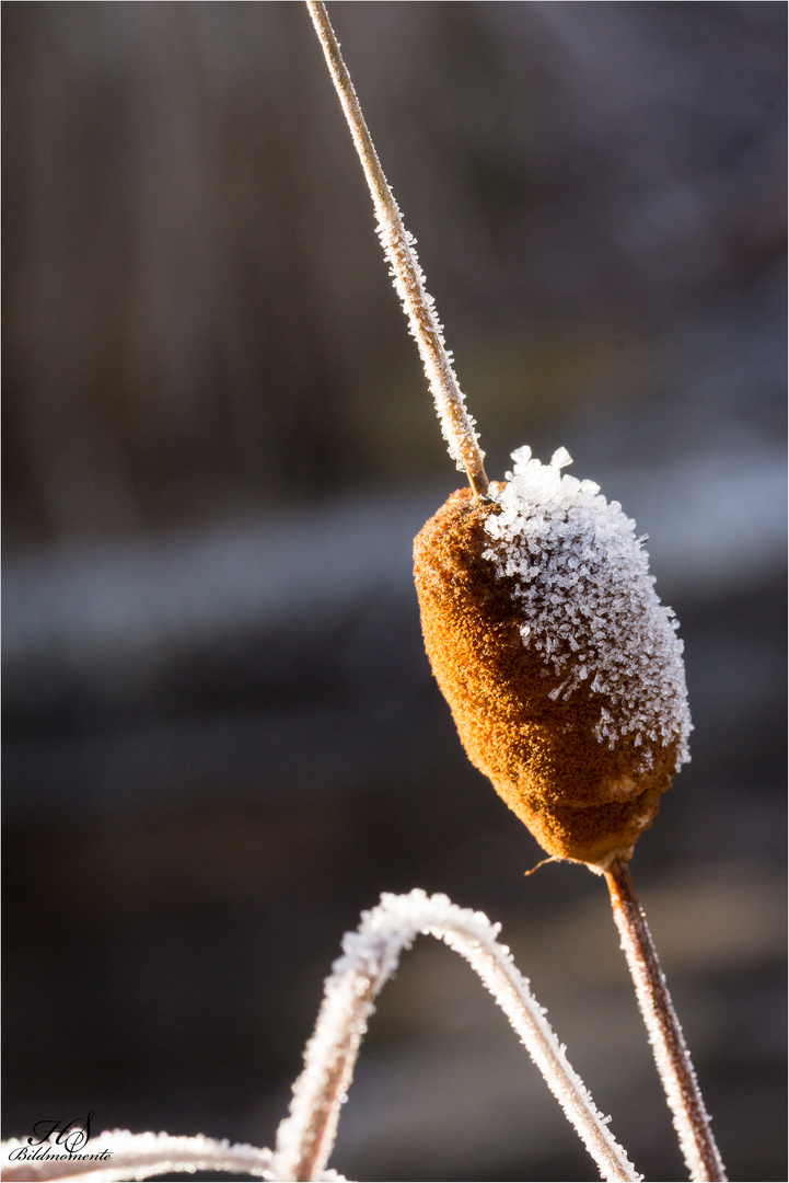 Eiskristalle