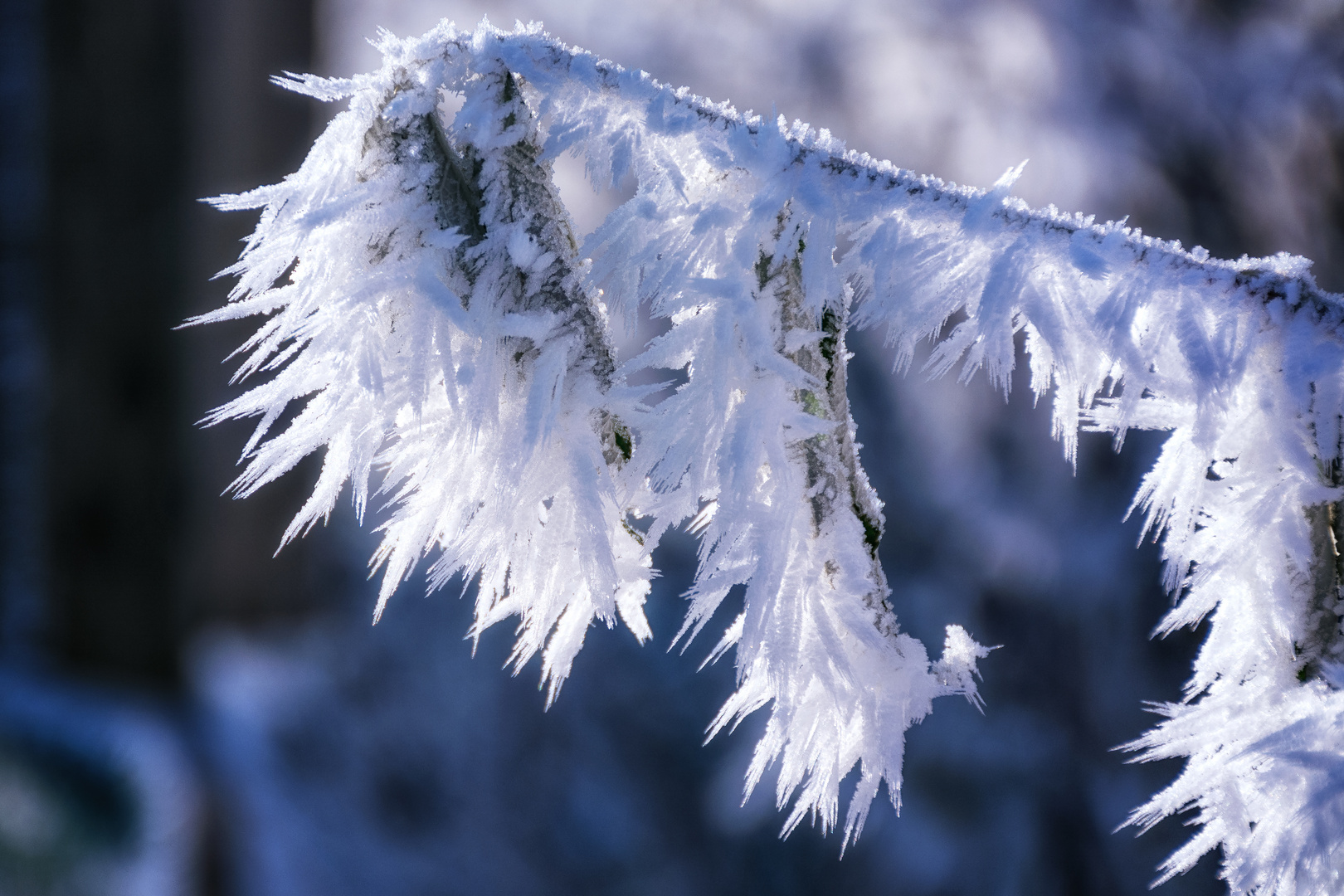 Eiskristalle Foto & Bild  jahreszeiten, winter, eis Bilder auf 