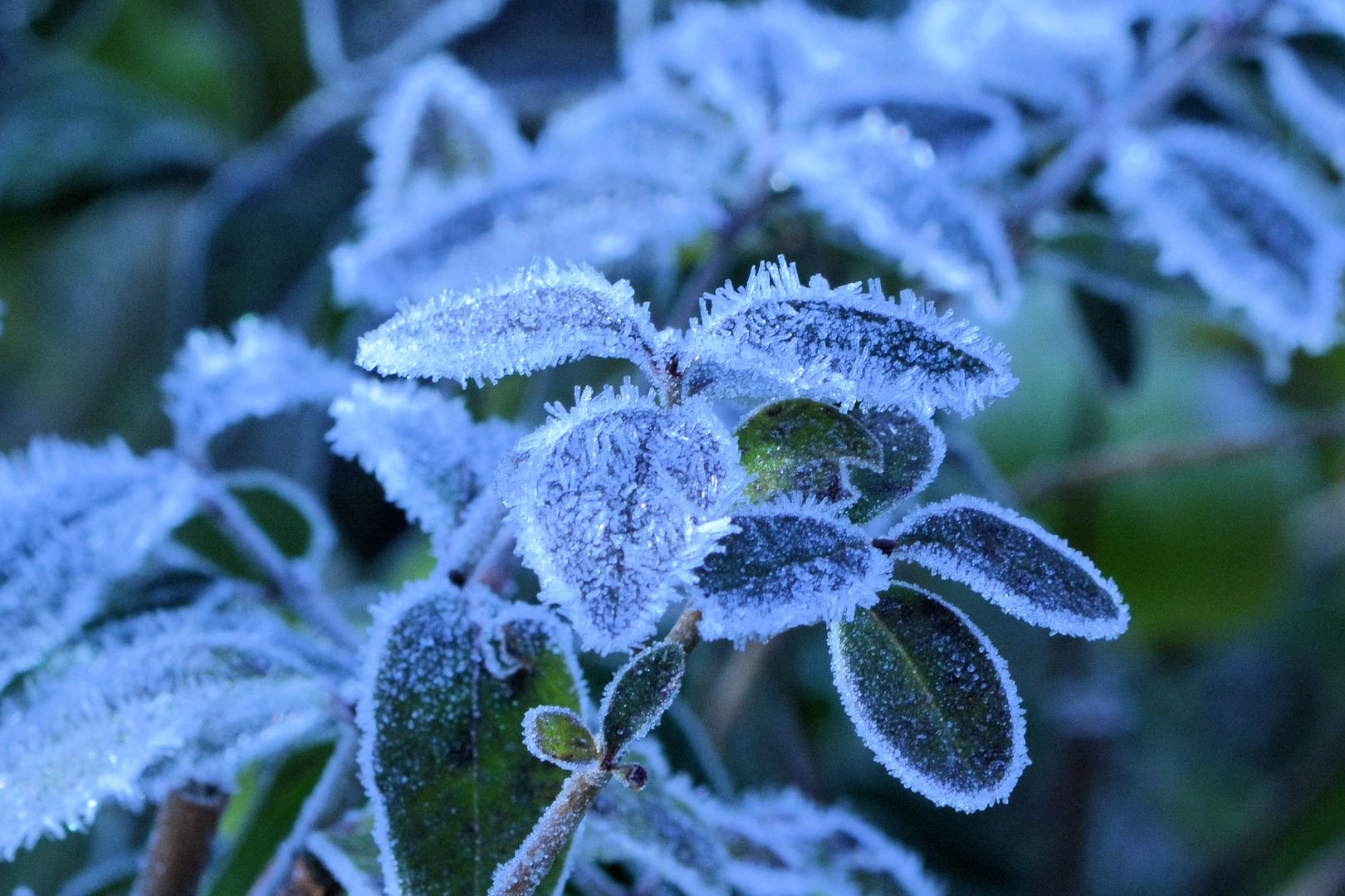 Eiskristalle Foto & Bild winter, natur, motive Bilder auf