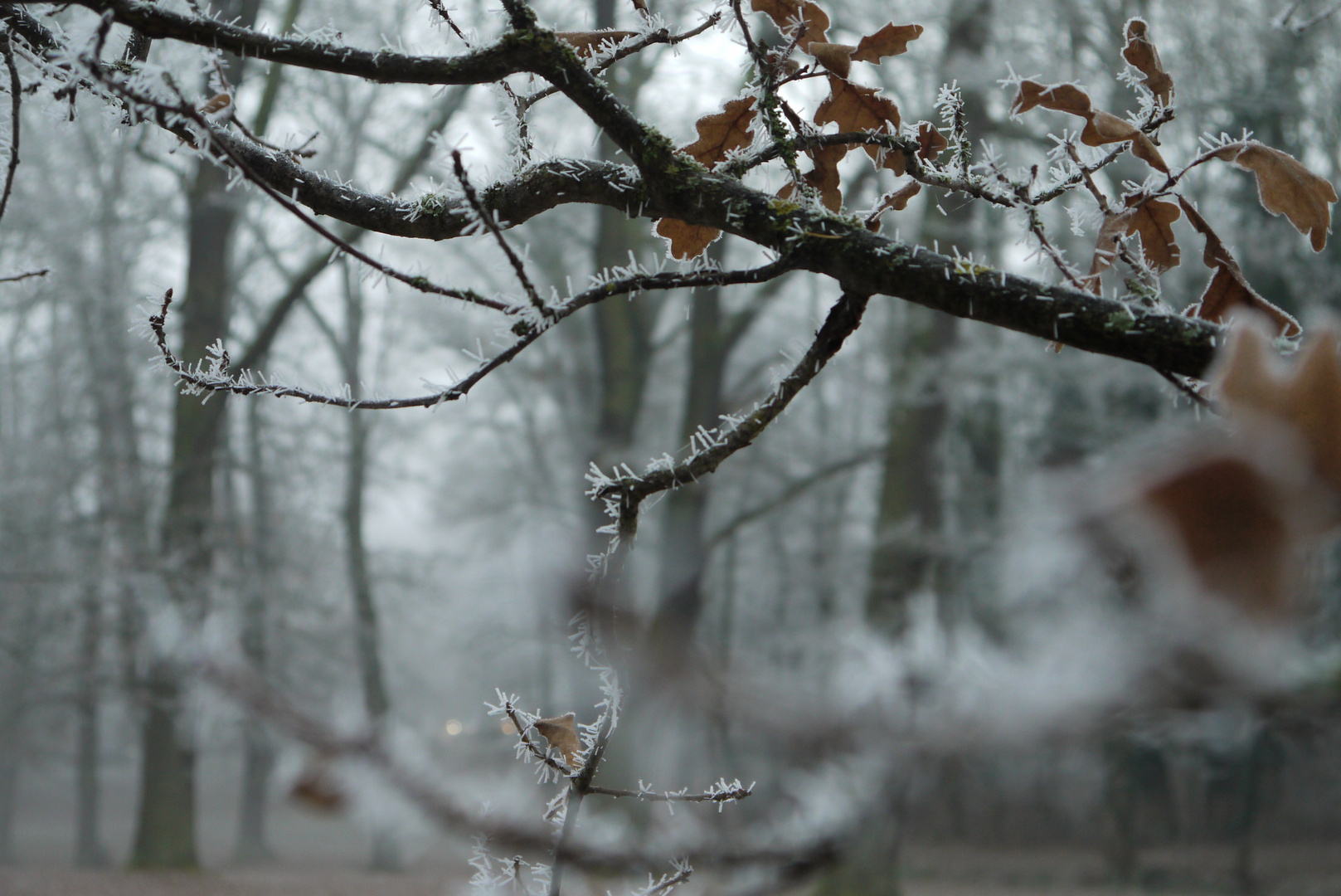 eiskristalle am ast