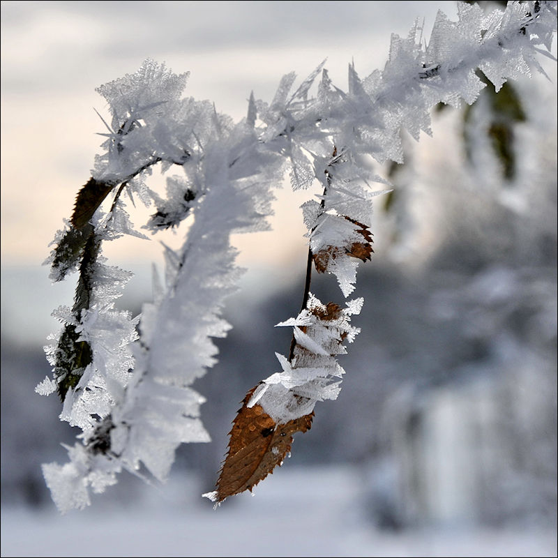 Eiskristalle am Ast