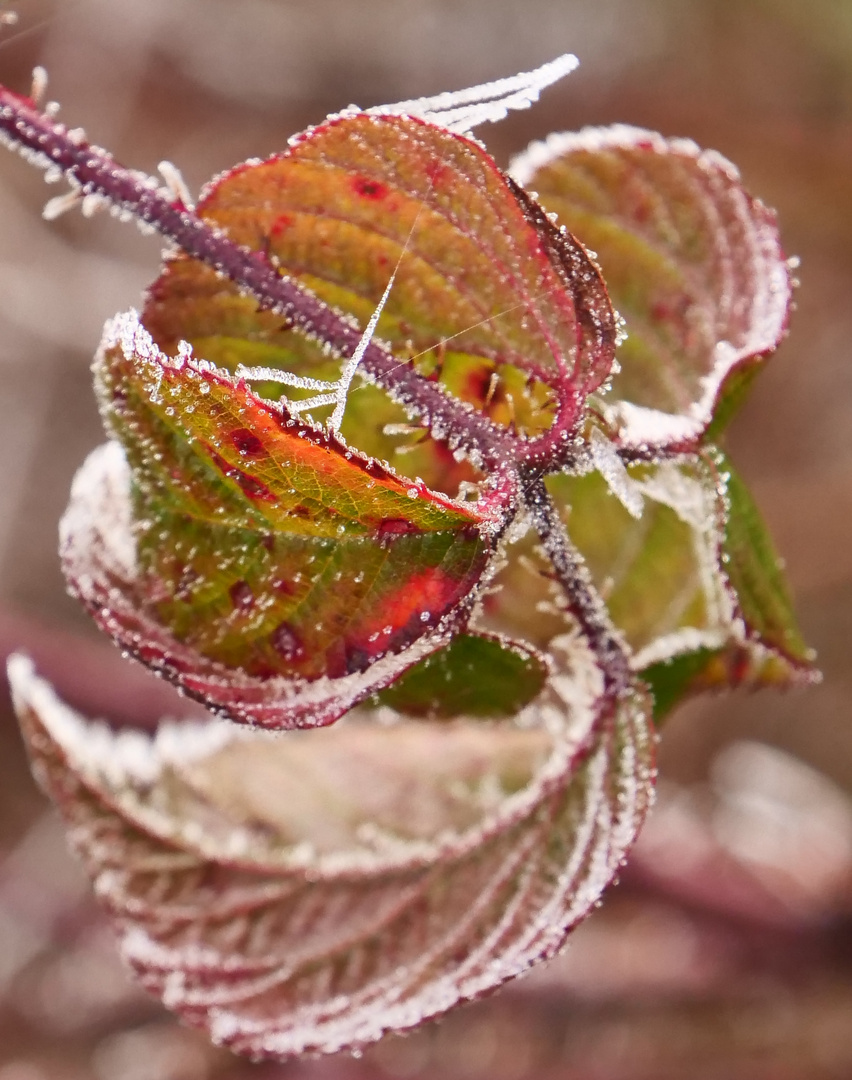 Eiskristalle am Blatt 