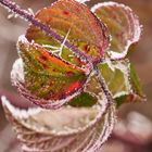 Eiskristalle am Blatt 