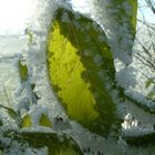 Eiskristalle am Blatt