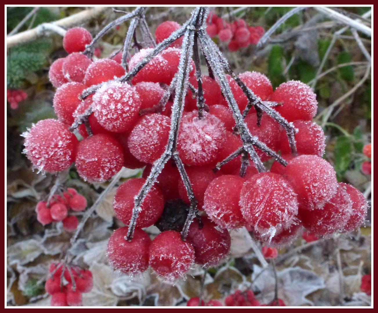 -Eiskristalle am frühen Morgen-