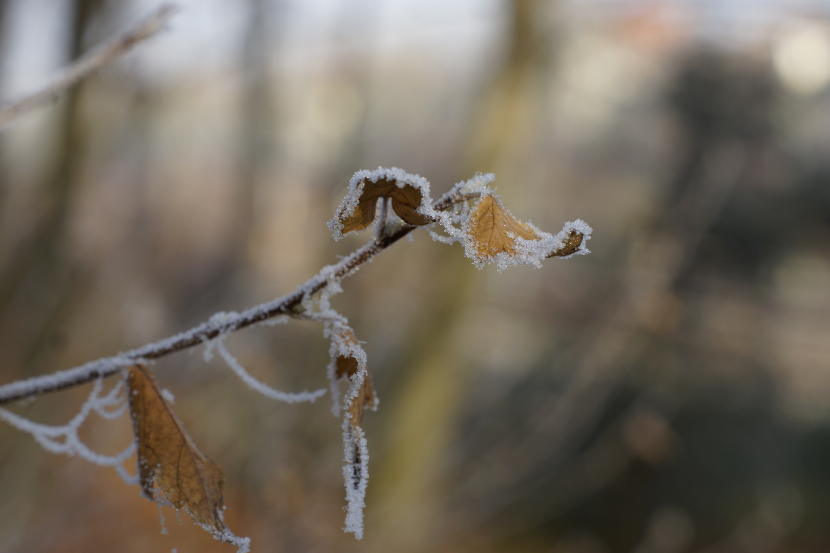 Eiskristalle am Mittag