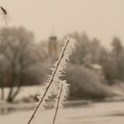 Eiskristalle am morgentlichen Flussufer - Vorsicht zerbrechlich