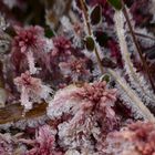  Eiskristalle am Rötlichen Torfmoos, Sphagnum rubellum